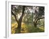 Evening Light Shining Through Olive Trees, Paxos, Ionian Islands, Greek Islands, Greece, Europe-Mark Banks-Framed Photographic Print