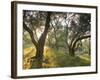 Evening Light Shining Through Olive Trees, Paxos, Ionian Islands, Greek Islands, Greece, Europe-Mark Banks-Framed Photographic Print