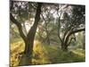 Evening Light Shining Through Olive Trees, Paxos, Ionian Islands, Greek Islands, Greece, Europe-Mark Banks-Mounted Photographic Print