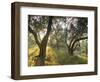 Evening Light Shining Through Olive Trees, Paxos, Ionian Islands, Greek Islands, Greece, Europe-Mark Banks-Framed Photographic Print