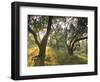 Evening Light Shining Through Olive Trees, Paxos, Ionian Islands, Greek Islands, Greece, Europe-Mark Banks-Framed Photographic Print