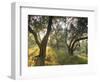 Evening Light Shining Through Olive Trees, Paxos, Ionian Islands, Greek Islands, Greece, Europe-Mark Banks-Framed Photographic Print