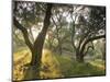 Evening Light Shining Through Olive Trees, Paxos, Ionian Islands, Greek Islands, Greece, Europe-Mark Banks-Mounted Photographic Print