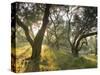 Evening Light Shining Through Olive Trees, Paxos, Ionian Islands, Greek Islands, Greece, Europe-Mark Banks-Stretched Canvas