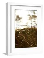 Evening light, shore, Lelång Lake, Dalsland, Sweden-Andrea Lang-Framed Photographic Print