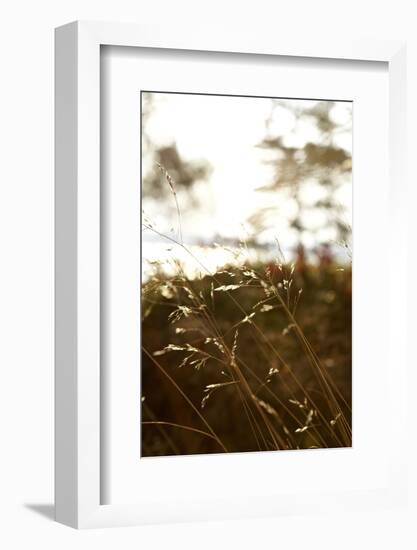 Evening light, shore, Lelång Lake, Dalsland, Sweden-Andrea Lang-Framed Photographic Print