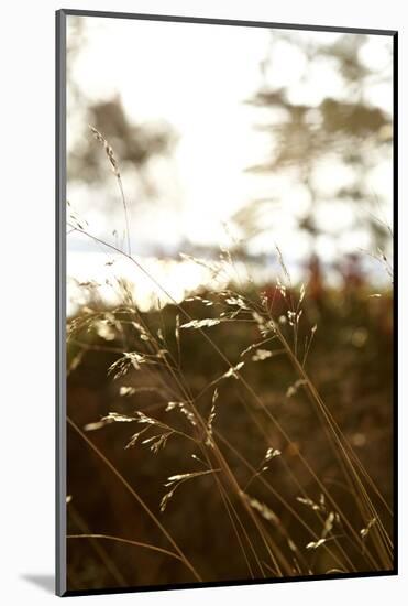 Evening light, shore, Lelång Lake, Dalsland, Sweden-Andrea Lang-Mounted Photographic Print