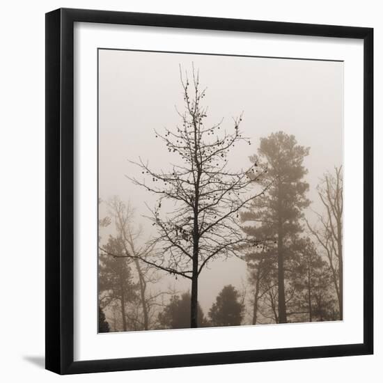 Evening Mist 1 Detail-Marlana Semenza-Framed Art Print