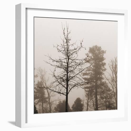 Evening Mist 1 Detail-Marlana Semenza-Framed Art Print