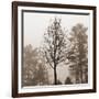 Evening Mist 2 Detail-Marlana Semenza-Framed Art Print