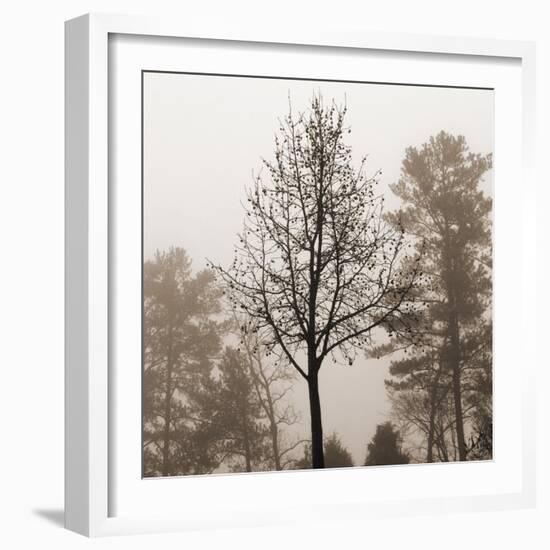 Evening Mist 2 Detail-Marlana Semenza-Framed Art Print