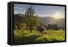 Evening Mood at the KitzbŸheler Horn, Cows, Tyrol, Austria-Rainer Mirau-Framed Stretched Canvas