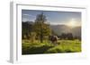 Evening Mood at the KitzbŸheler Horn, Cows, Tyrol, Austria-Rainer Mirau-Framed Photographic Print