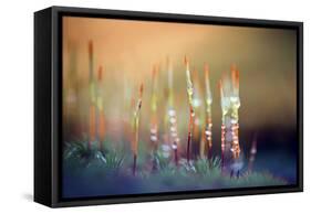 Evening Moss-Ursula Abresch-Framed Stretched Canvas