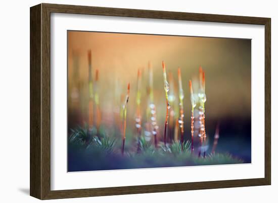 Evening Moss-Ursula Abresch-Framed Premium Photographic Print