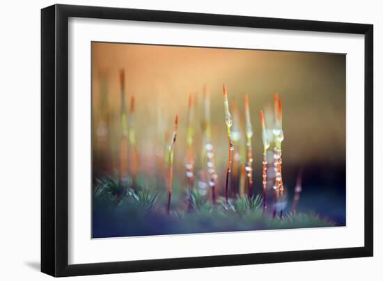 Evening Moss-Ursula Abresch-Framed Premium Photographic Print