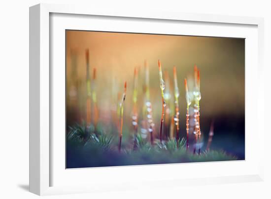 Evening Moss-Ursula Abresch-Framed Premium Photographic Print