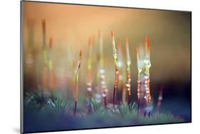 Evening Moss-Ursula Abresch-Mounted Premium Photographic Print