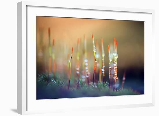 Evening Moss-Ursula Abresch-Framed Photographic Print