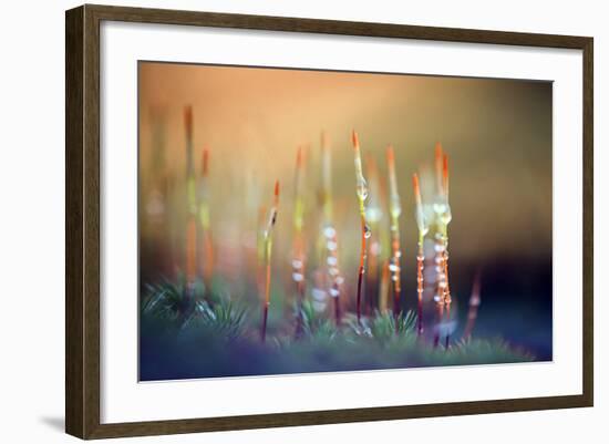 Evening Moss-Ursula Abresch-Framed Photographic Print