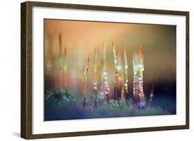 Evening Moss-Ursula Abresch-Framed Photographic Print