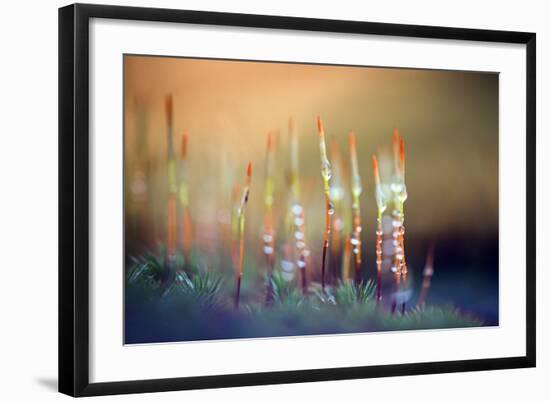 Evening Moss-Ursula Abresch-Framed Photographic Print