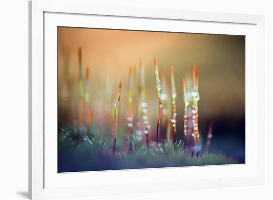 Evening Moss-Ursula Abresch-Framed Photographic Print