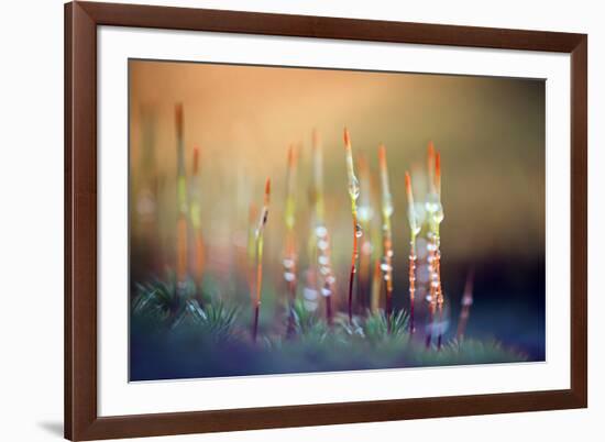 Evening Moss-Ursula Abresch-Framed Photographic Print