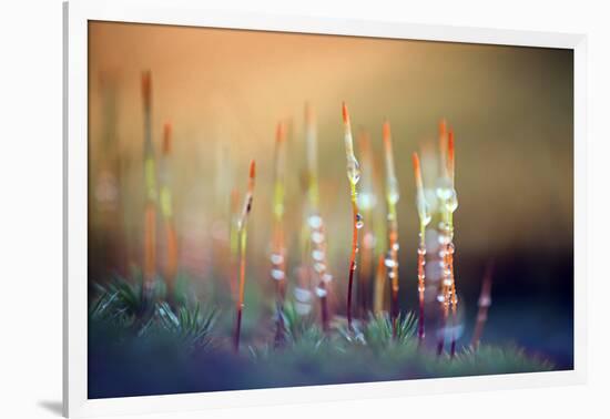 Evening Moss-Ursula Abresch-Framed Photographic Print