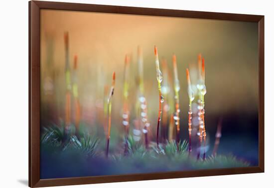 Evening Moss-Ursula Abresch-Framed Photographic Print