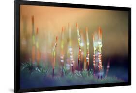 Evening Moss-Ursula Abresch-Framed Photographic Print