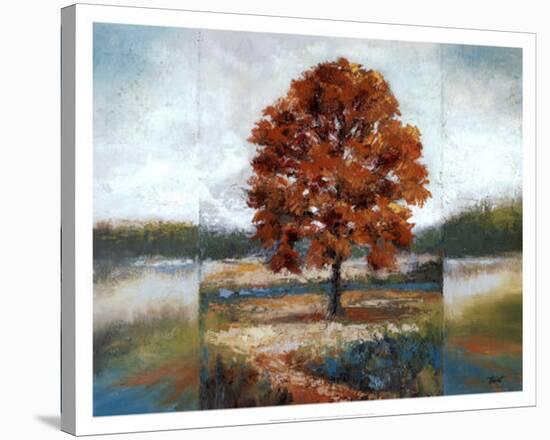 Evening Oak-Diann Haist-Stretched Canvas