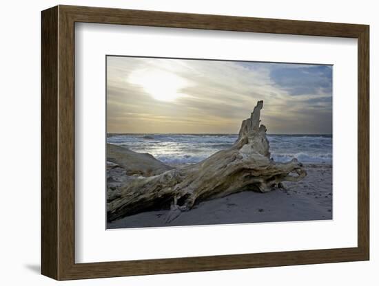 Evening on the Western Beach of Darss Peninsula-Uwe Steffens-Framed Photographic Print