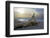 Evening on the Western Beach of Darss Peninsula-Uwe Steffens-Framed Photographic Print