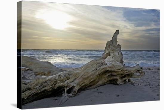 Evening on the Western Beach of Darss Peninsula-Uwe Steffens-Stretched Canvas