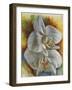 Evening Orchid-Barbara Keith-Framed Giclee Print