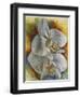 Evening Orchid-Barbara Keith-Framed Premium Giclee Print