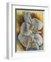 Evening Orchid-Barbara Keith-Framed Premium Giclee Print