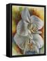 Evening Orchid-Barbara Keith-Framed Stretched Canvas