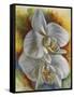 Evening Orchid-Barbara Keith-Framed Stretched Canvas