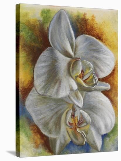 Evening Orchid-Barbara Keith-Stretched Canvas