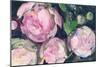 Evening Peonies II-Albena Hristova-Mounted Premium Giclee Print