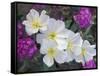 Evening Primrose and Sand Verbena, Anza Borrego Desert State Park, California, USA-Darrell Gulin-Framed Stretched Canvas