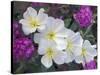 Evening Primrose and Sand Verbena, Anza Borrego Desert State Park, California, USA-Darrell Gulin-Stretched Canvas