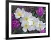 Evening Primrose and Sand Verbena, Anza Borrego Desert State Park, California, USA-Darrell Gulin-Framed Photographic Print