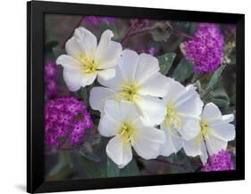 Evening Primrose and Sand Verbena, Anza Borrego Desert State Park, California, USA-Darrell Gulin-Framed Photographic Print