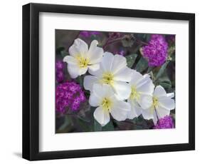 Evening Primrose and Sand Verbena, Anza Borrego Desert State Park, California, USA-Darrell Gulin-Framed Photographic Print