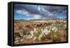 Evening Primrose in Grand Staircase Escalante National Monument-Howie Garber-Framed Stretched Canvas