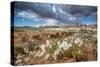 Evening Primrose in Grand Staircase Escalante National Monument-Howie Garber-Stretched Canvas