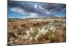 Evening Primrose in Grand Staircase Escalante National Monument-Howie Garber-Mounted Photographic Print